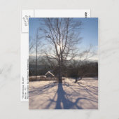 伸張樺の木 ポストカード (正面/裏面)