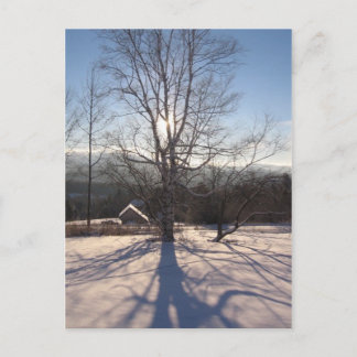 伸張樺の木 ポストカード