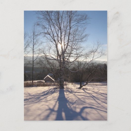 伸張樺の木 ポストカード (正面)