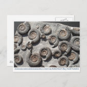 低リヤ数々のスのアンモニア化石 ポストカード (正面/裏面)