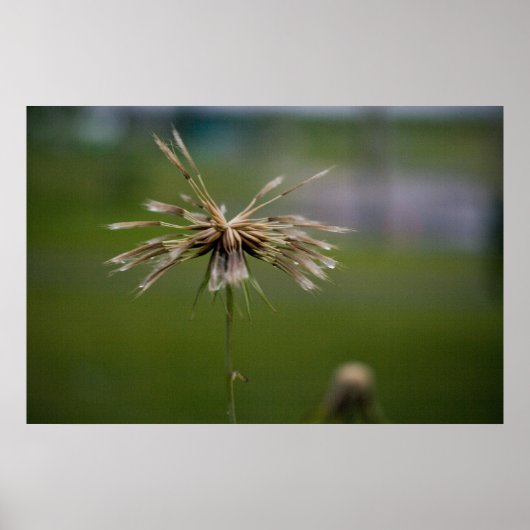 低下したプリント ポスター (正面)