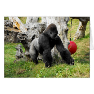 低地のsilverbackのゴリラの歩く
