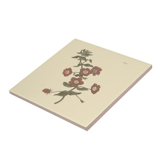 低木性パンペネル植物性イラストレーション タイル (側面)