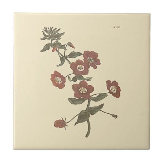 低木状のアネモネの植物画 タイル (正面)