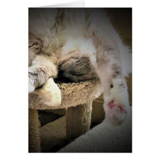 低速日、カード (正面)