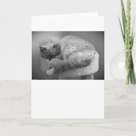 低速日、カード カード