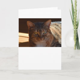 低速日、カード カード