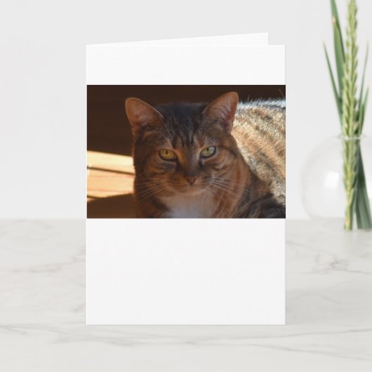 低速日、カード カード (正面)