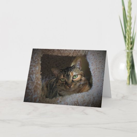 低速日、カード カード (正面)