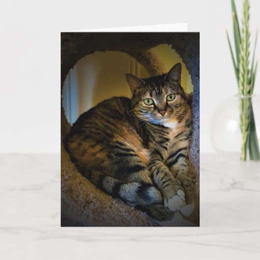 低速日、カード カード (正面)