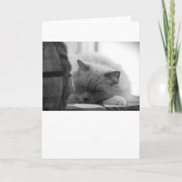 低速日、カード カード