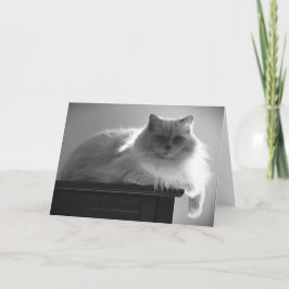 低速日、カード カード