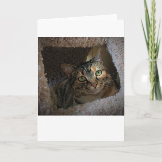 低速日、カード カード (正面)