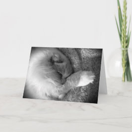 低速日、カード カード