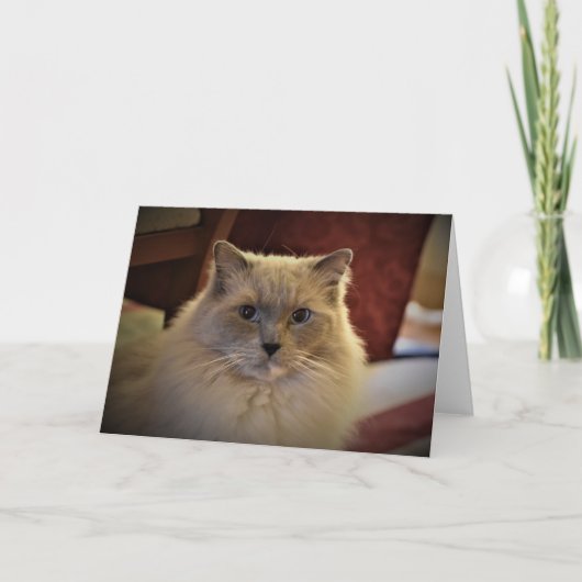 低速日、カード カード (正面)