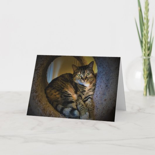 低速日、カード カード (正面)