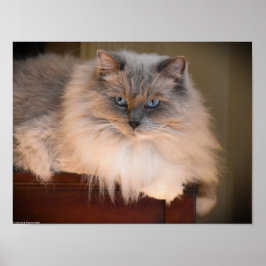 低速日、 ポスター