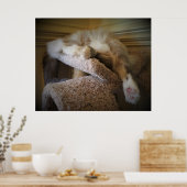 低速日、 ポスター (キッチン)