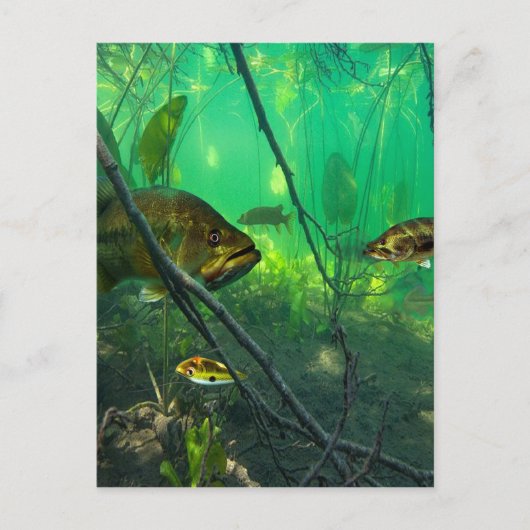 低音 ポストカード (正面)