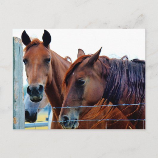 住所カードの変更 案内ポストカード (正面)