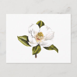 住所変更はがき – 25枚 ポストカード