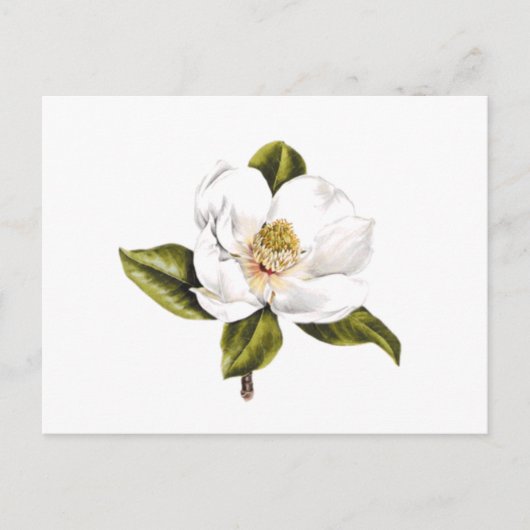 住所変更はがき – 25枚 ポストカード (正面)