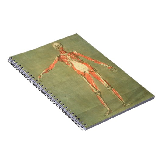 体の前部のより深い筋肉システム、p ノートブック (右側)