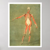 体前面のより深い筋肉システム, p ポスター (正面)