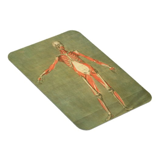 体前面のより深い筋肉システム， p マグネット (右側)