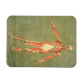 体前面のより深い筋肉システム, p マグネット (横)