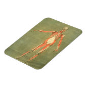 体前面のより深い筋肉システム, p マグネット (左側)