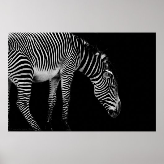 体言語プリント ポスター (正面)