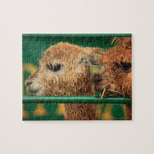 何かを見ている非常に可愛いラマ ジグソーパズル (横)