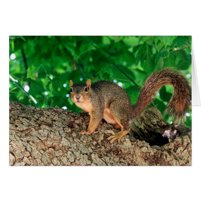 何か。 (色) (正面横)