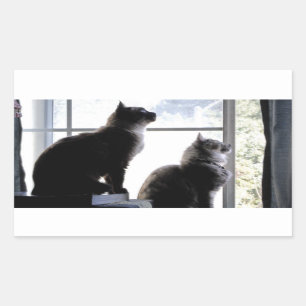 何がそこにありますか。 好奇心が強い猫の猫ちゃんの写真撮影 長方形シール