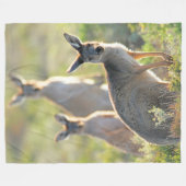 何が起きた！カンガルー フリースブランケット (正面(横))