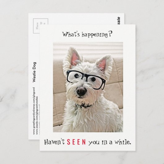 何が起こっているか、メスティー犬が眼鏡をかけて ポストカード (正面/裏面)