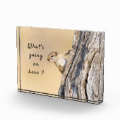 何が起こっているこのリスの写真と文字 フォトブロック (右)