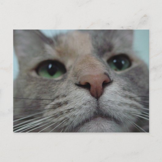 何してる？ ポストカード (正面)