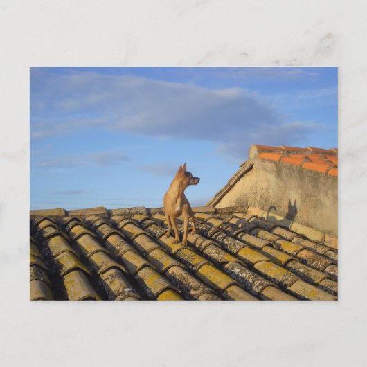 何それ向こうだ。 ポストカード (正面)