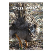 何だと思う？チキンお尻 (正面)