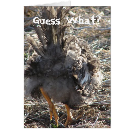 何だと思う？チキンお尻 (正面)