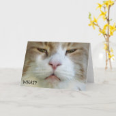 何だ?ハッピーバースデー!ー誕生日カード(猫) カード (黄色い花)