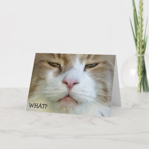 何だ？ハッピーバースデー!ー誕生日カード（猫） カード