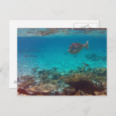 何だ?? ポストカード (正面/裏面)