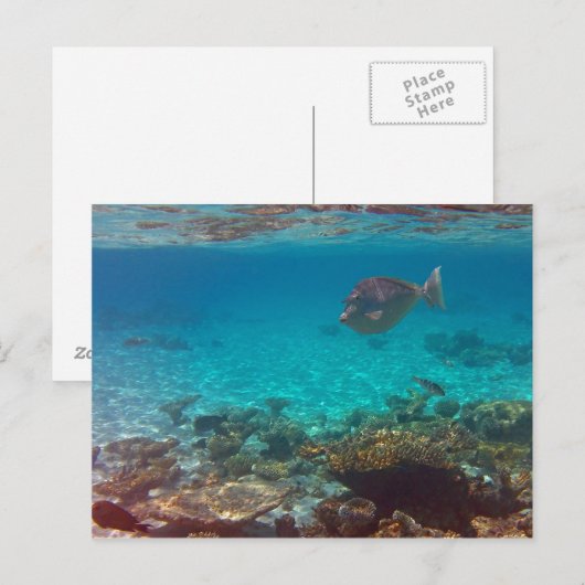 何だ?? ポストカード (正面/裏面)