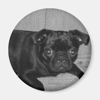 何だ？私は行わなかった！ マグネット