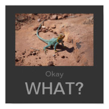 何だ？Collated Lizardのポスター