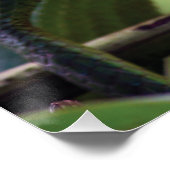 何という熱狂する世界 – 特別なトカゲ ポスター (コーナー)