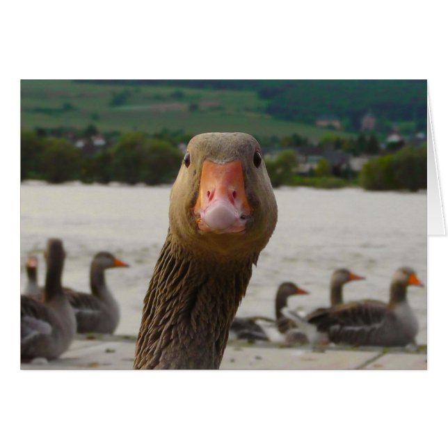 何に見ていますか。 (ガチョウのおもしろいな顔) (正面横)